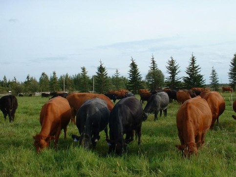Cattle content on pasture.