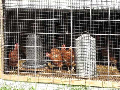 Laying Hens sunning themselves!